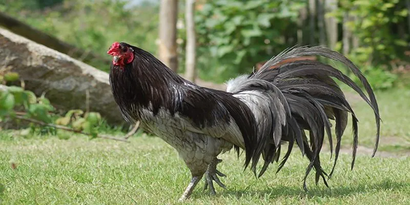 Đá gà 789Win là nơi quy tụ hàng loạt các giống kê độc lạ Đá gà 789Win là nơi quy tụ hàng loạt các giống kê độc lạ