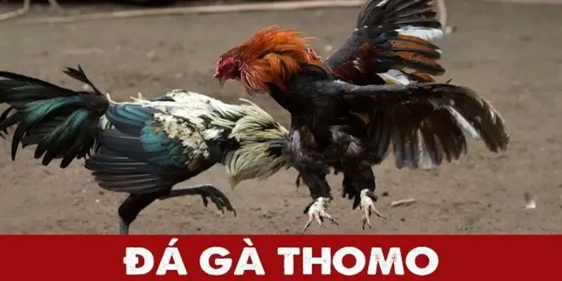 Các trận đá gà từ trường Thomo vô cùng đặc sắc Các trận đá gà từ trường Thomo vô cùng đặc sắc